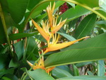 Ausflug Samana  Blume an der Pferdestation (DOM).